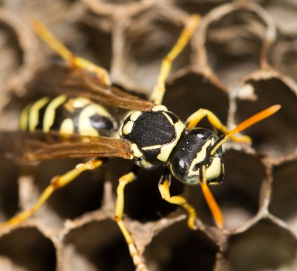 Wasps